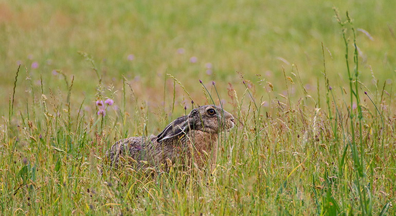 Hare.