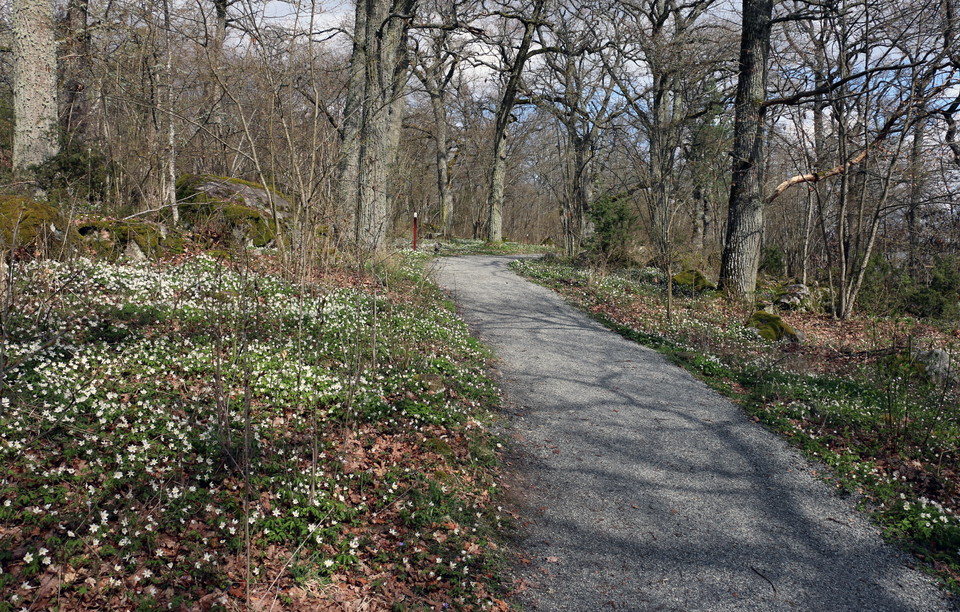 Grusad led. Vitsippor på sidorna av leden.