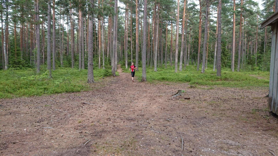 Löpning i fin barrskog