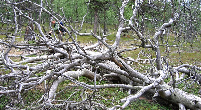 En så kallad silverlåga, det vill säga en död, barklös, liggande trädstam. 