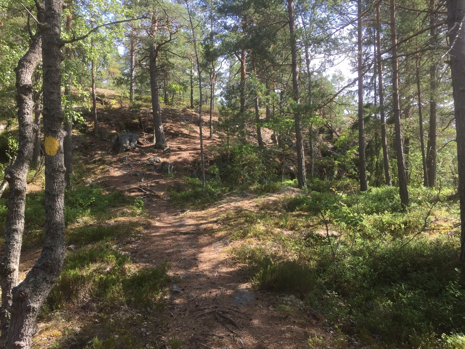 Stig genom tallskog. 