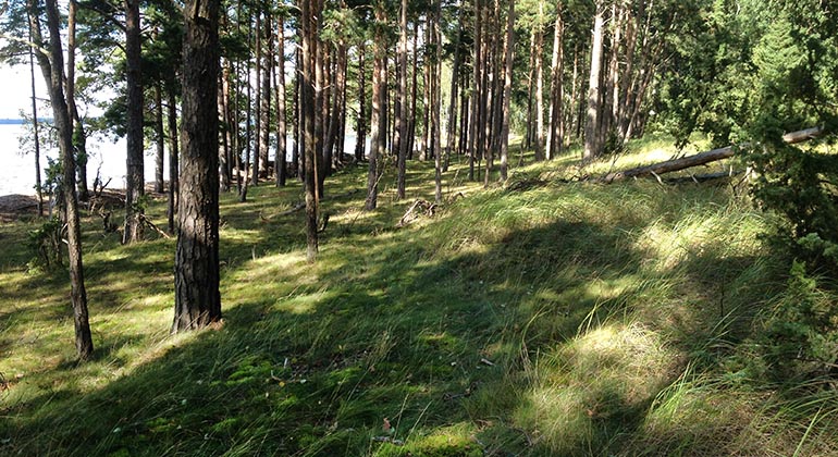 Fåran.