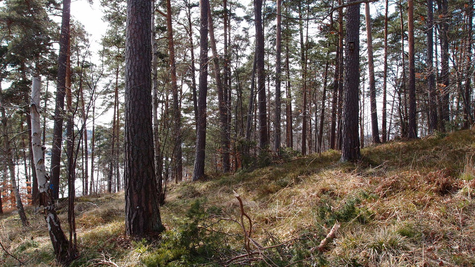 Tallskog vid Skogshem och Wijk.
