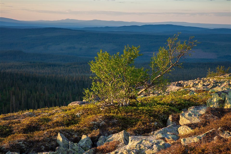 Utsikt i Fulufjällets nationalpark. Berg med litet träd i förgrunden