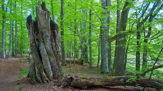 Jätte-bok Apostlaboken Tromtö naturreservat