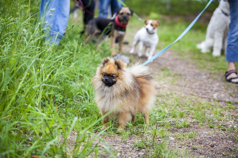 Två mindre hundar och en medelstor hund