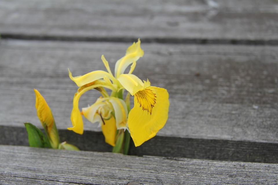 Gul blomma har hittat upp mellan träplankorna på spången.