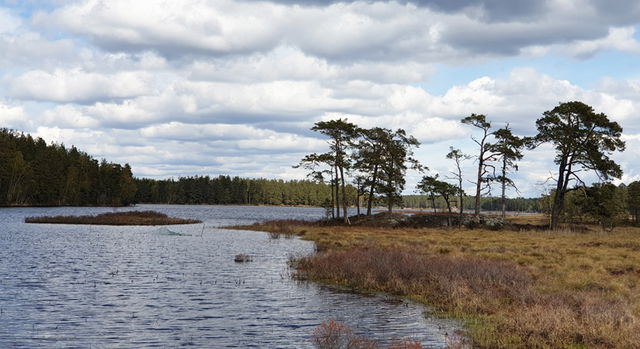 Nävsjöns Domänreservat, Naturreservat