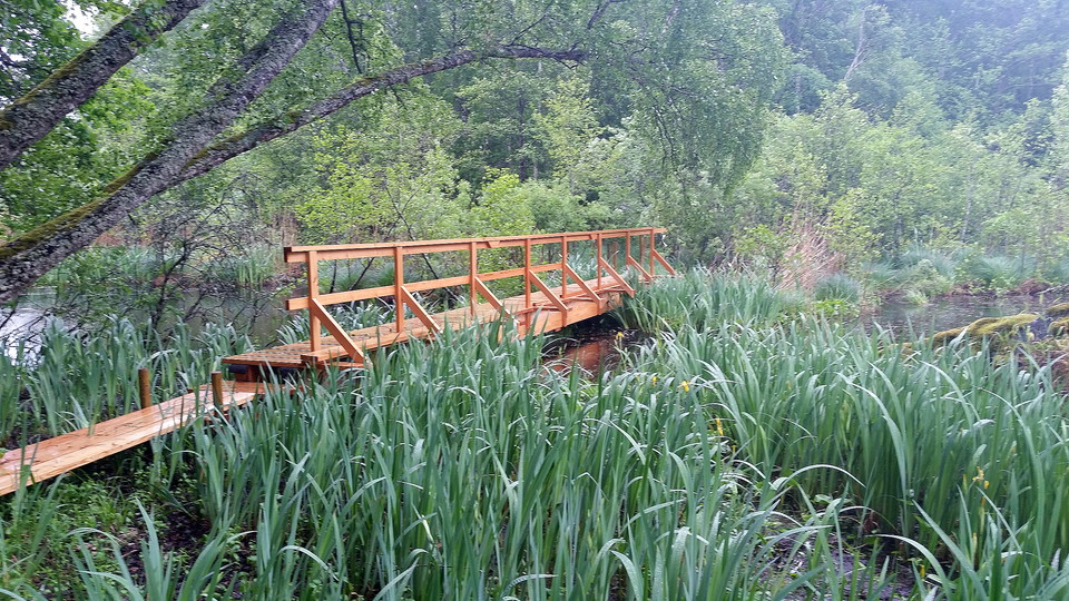 Spång och bro över vatten med vass.