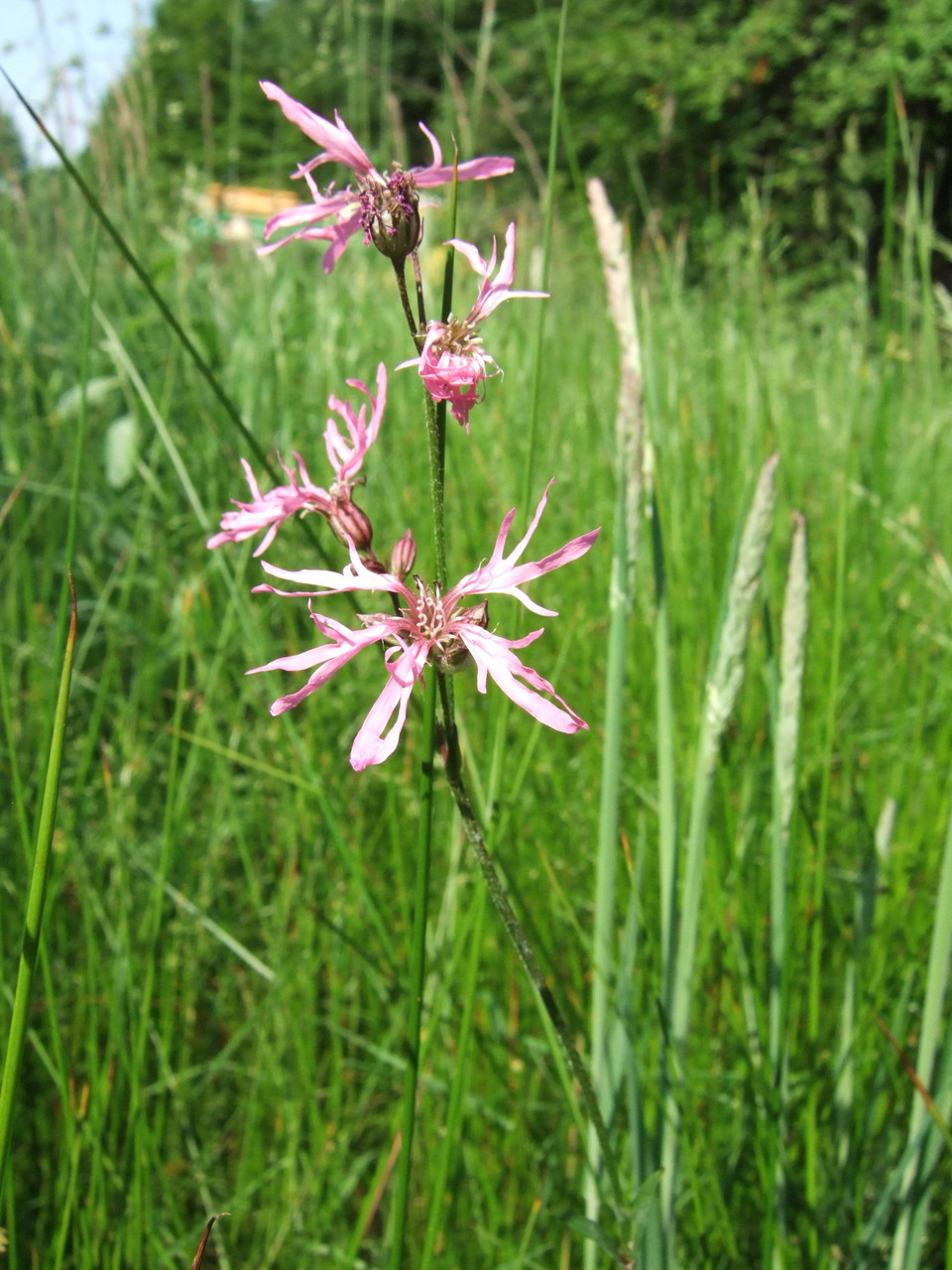 Gökblomster