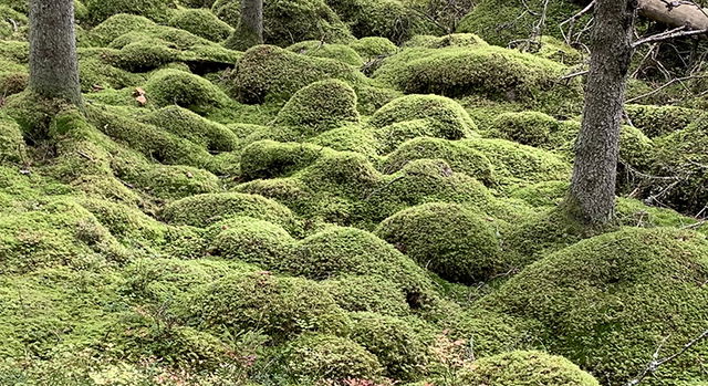 Ålhults urskog, Naturreservat