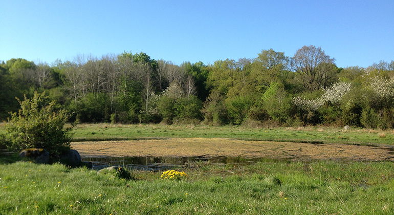 Brännekorran.