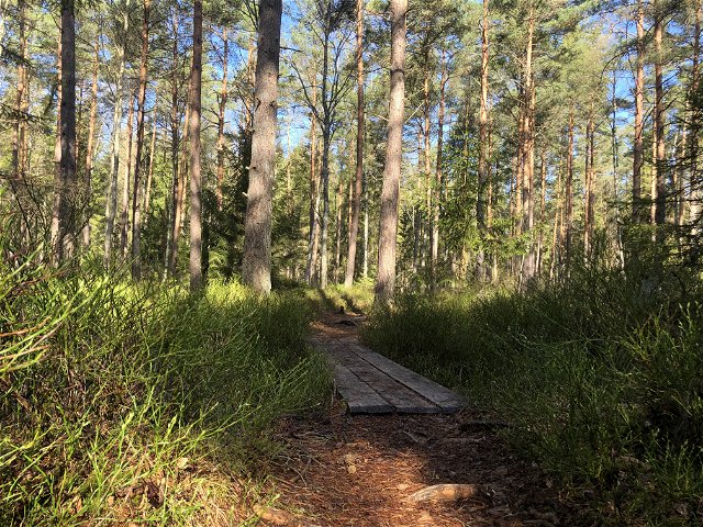 Skogsslingan (Trollberget), Åsnens nationalpark