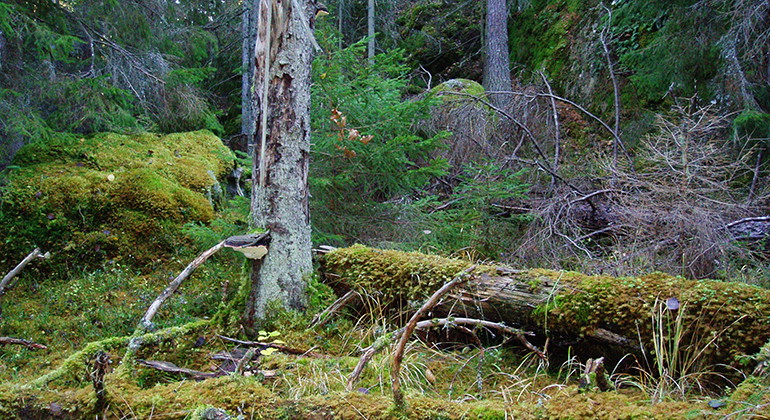 Fotograf: Anna Lindberg