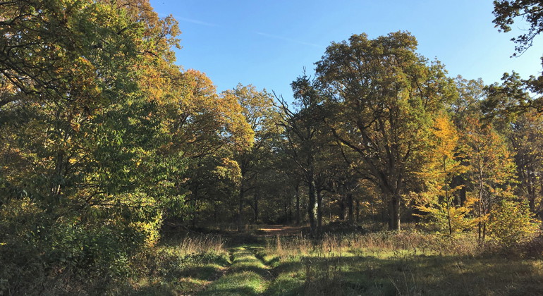 En gammal markväg går genom skogen.