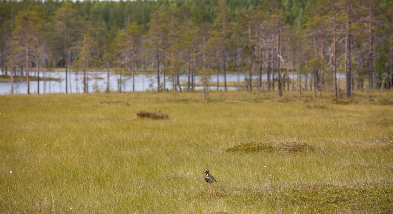 Korstjärnsmyrans naturreservat.