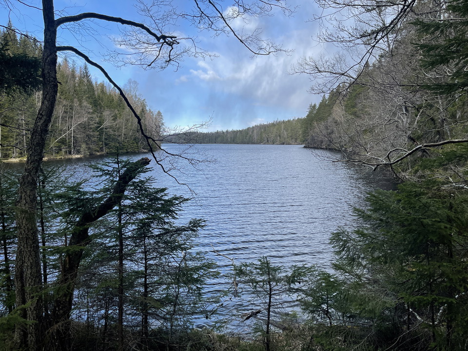 Skogsglänta vid vatten.