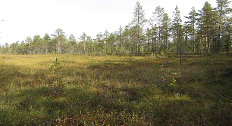 Långtjärnsmyran i Gärdes naturreservat.
