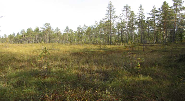 Långtjärnsmyran i Gärdes naturreservat.
