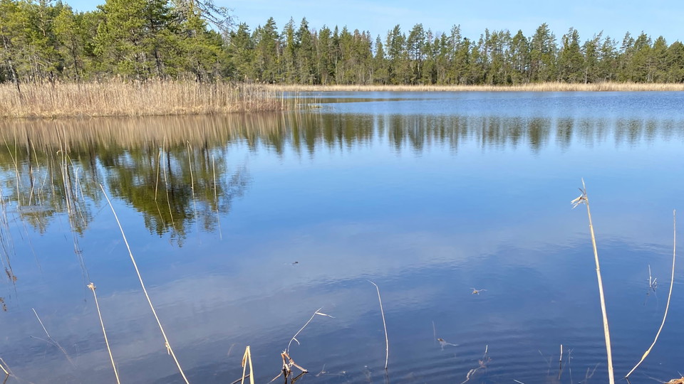 En lugn havsvik med ett vassbälte och skog i bakgrunden.
