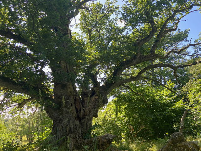Smultronställe Biskopseken, Biskops-Arnö