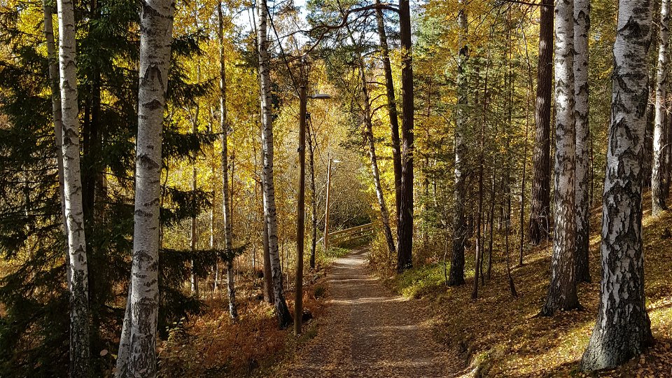 Lövskog vid Trolldalen knappt 23 km in i Lidingöloppet. Foto Lidingö stad