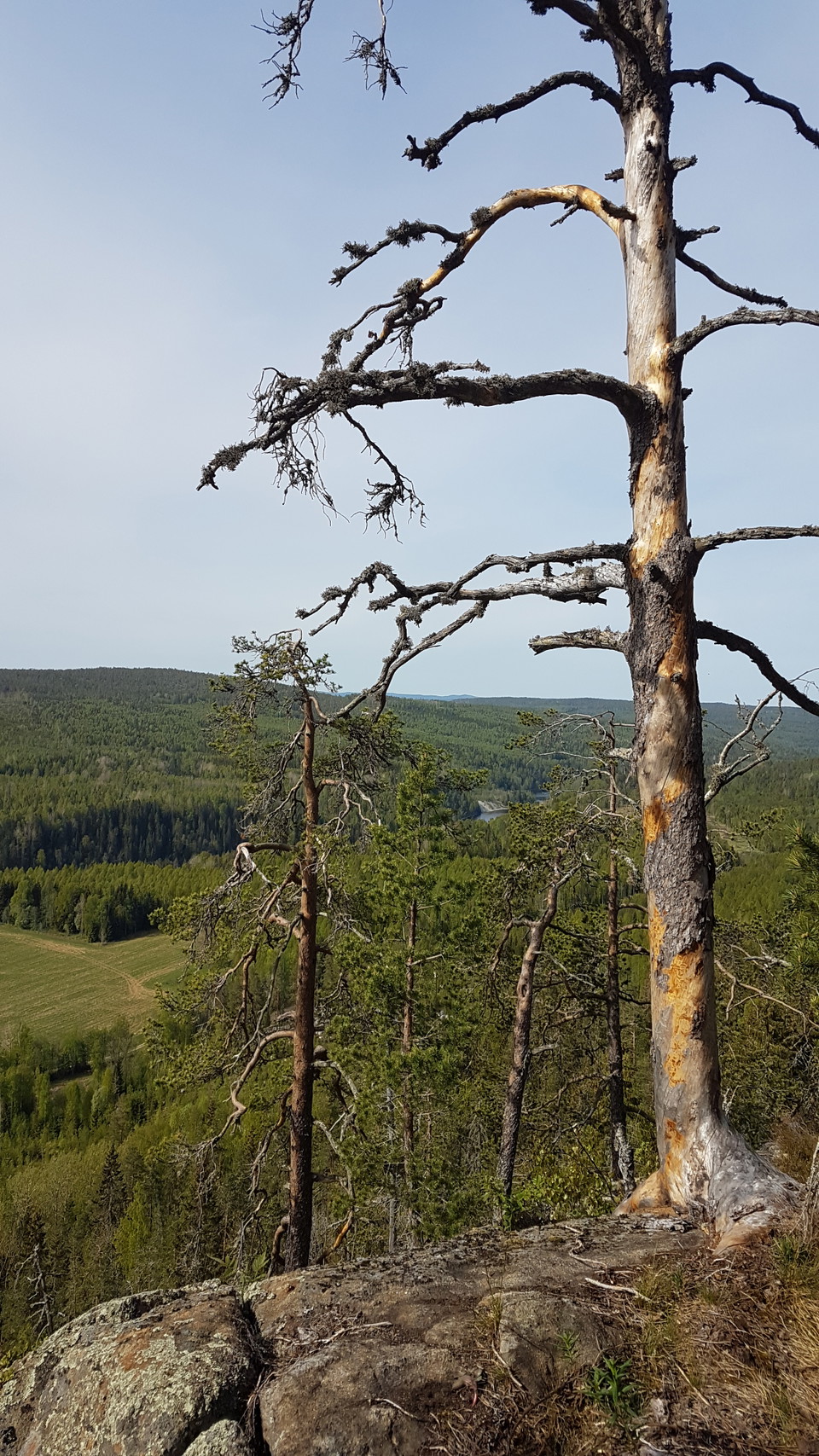 Torrak med utsikt