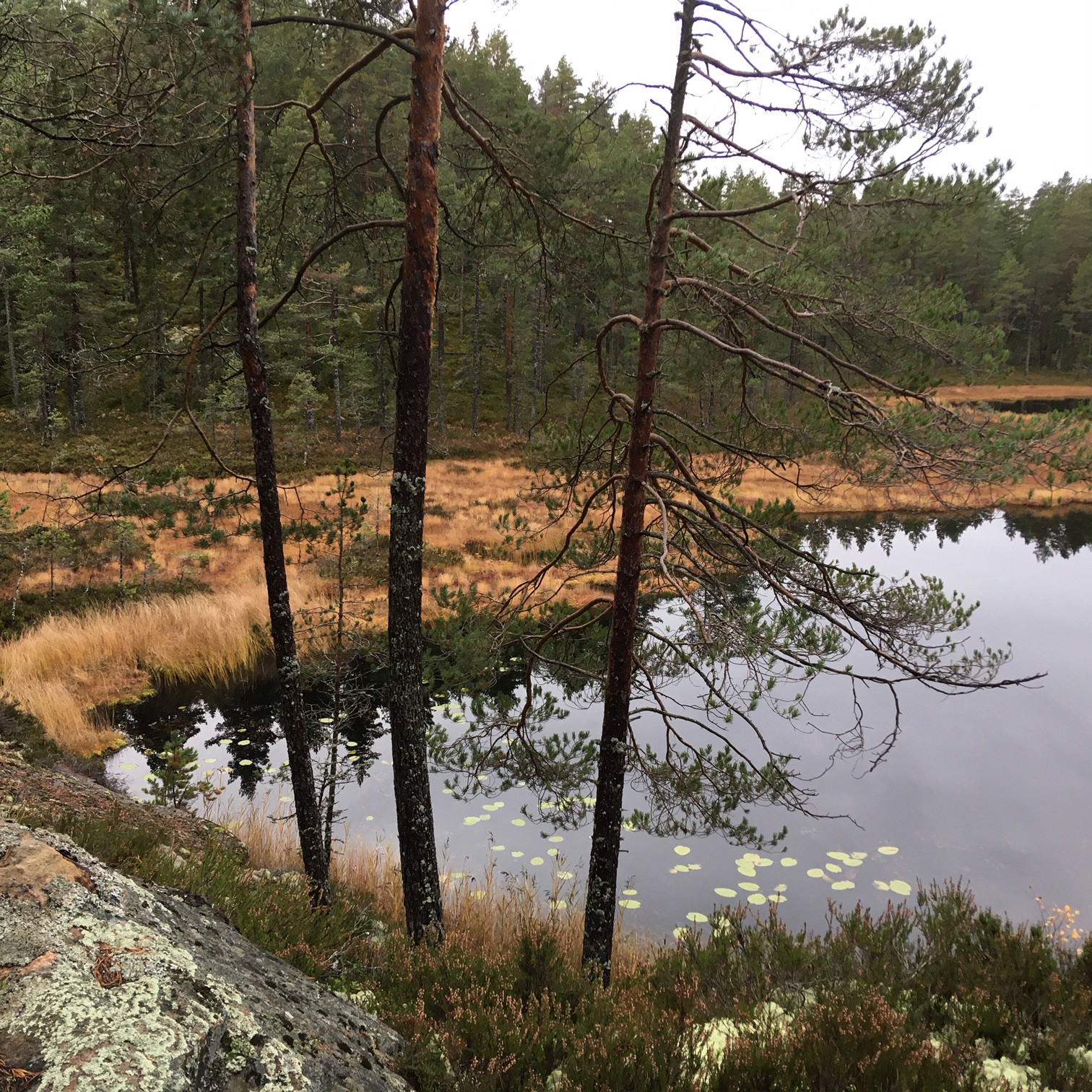21 Örtjärnen – Malingsbo | Bruksleden