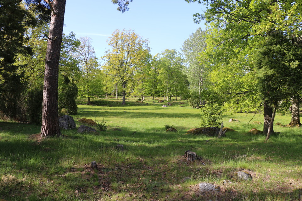Gräsbevuxen glänta i skogen.