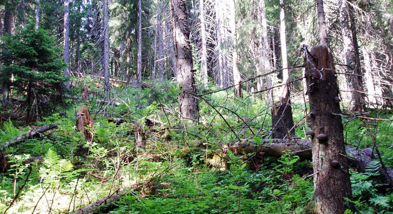 I Svedjebodvallen växer gammal granskog.