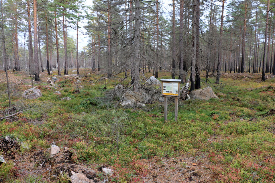 Skylt bland träd med svarta, sotiga stammar.