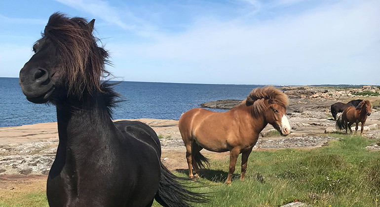 hästar i reservatet