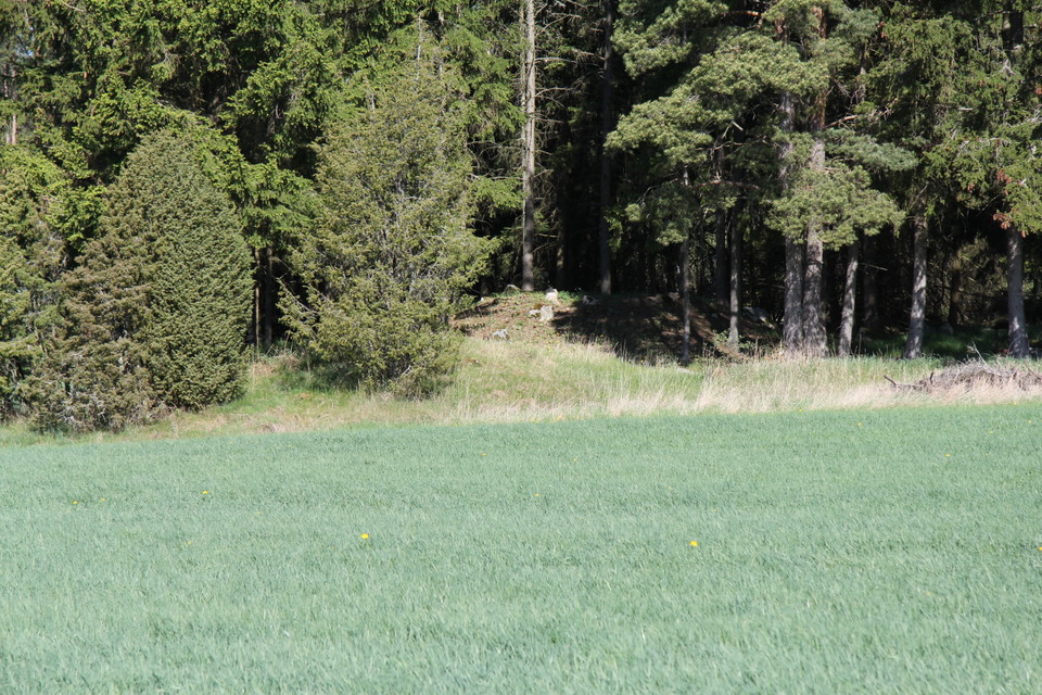 Stenröse i skogen som vittnar om att det varit en boplats här.