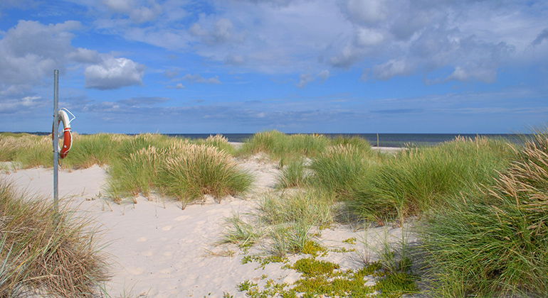 Dynlandskap.