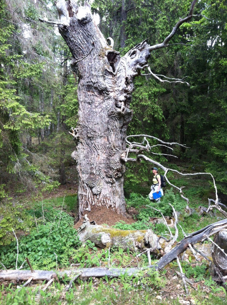 En person står och tittar upp på en grov gammal ek.