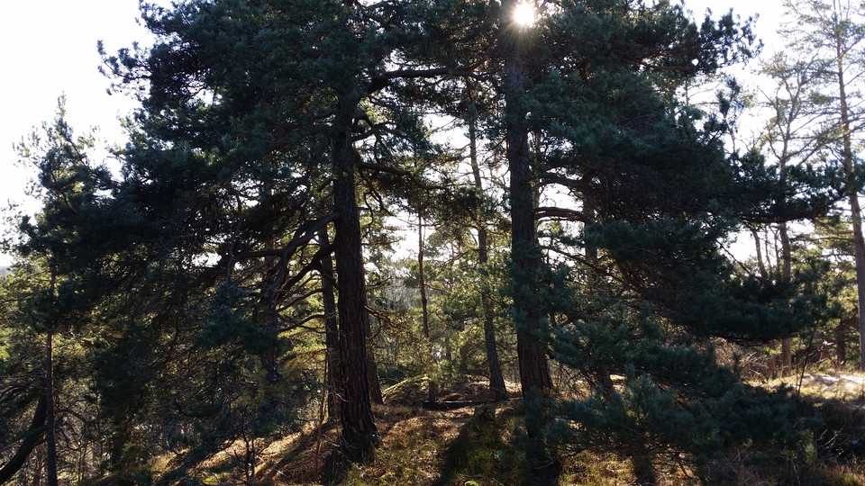 Tallhed vid Grönsta. Foto Lidingö stad