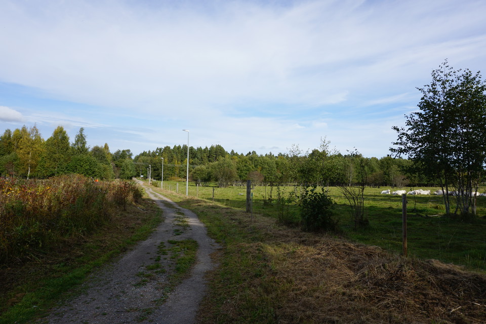Motionsspår med hage på höger sida där kor ligger och vilar i gräset