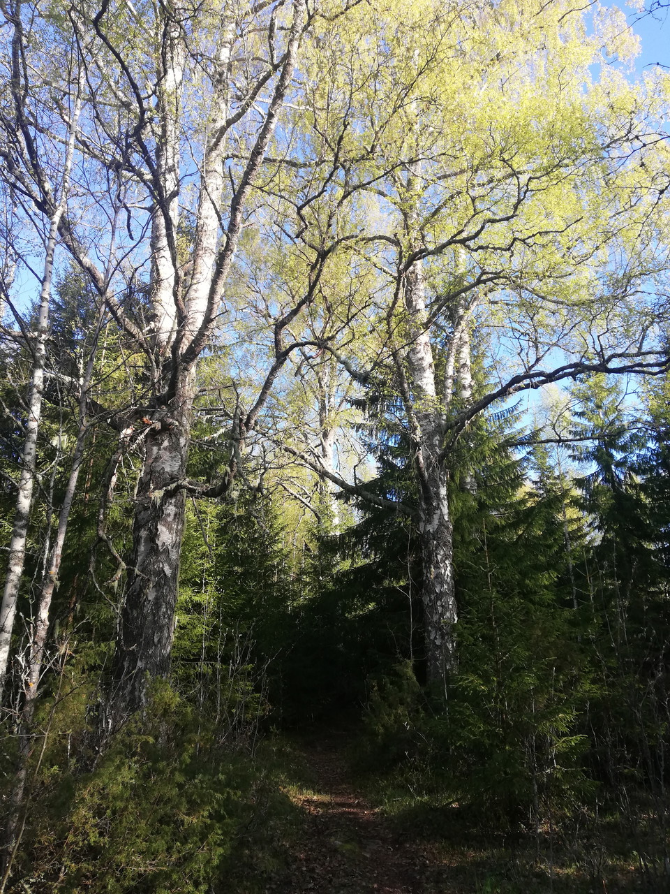 Stora maffiga björkar vid gården Viks.