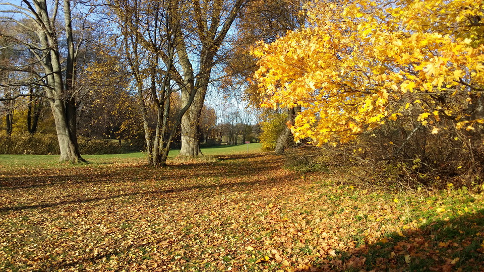 Park vid Elfviks gård.