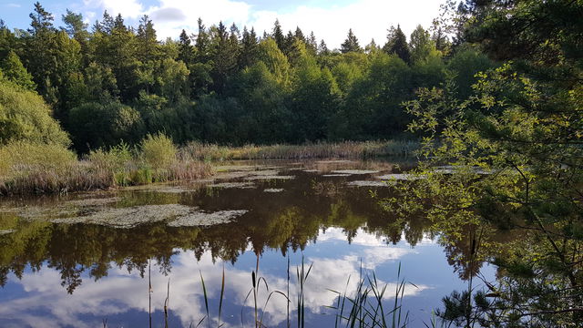 Mulletjärnen, Trolldalskärret