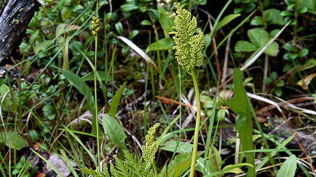 Svarthällberget