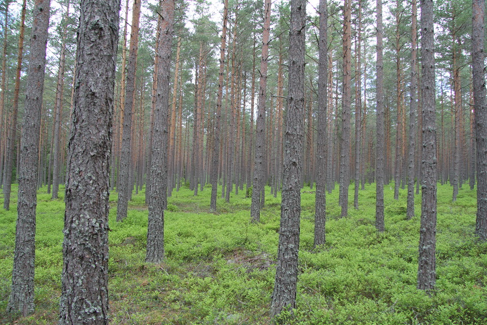 Tallskog med blåbärsris på marken.