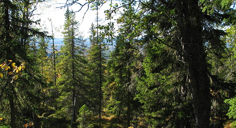 Vy från Vitberget.