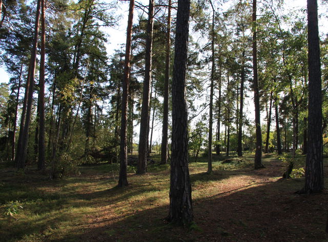 Apoteksskogen