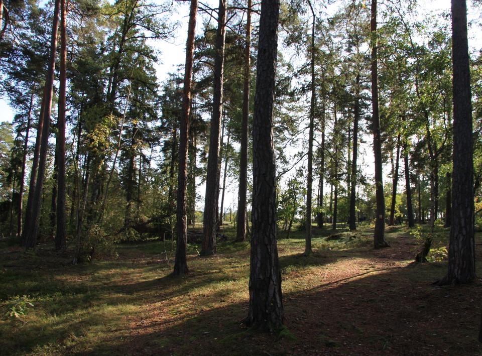 Apotekskogen är en sandbarrskog som är en av de mest hotade naturtyperna i Sverige. 