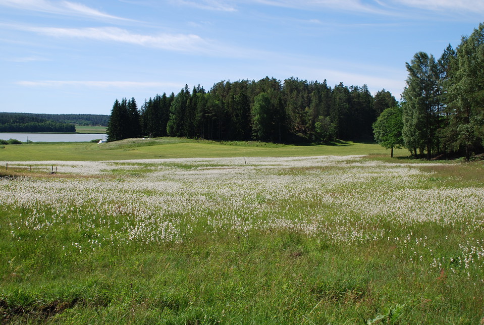Ängsull på Skräddartorpskärret i slutet av juni.