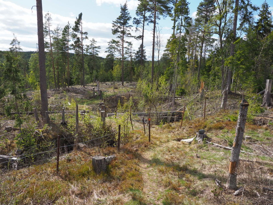 Vandring mellan gamla järngruvor