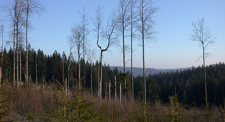 Bryngelsdalen, Naturreservat