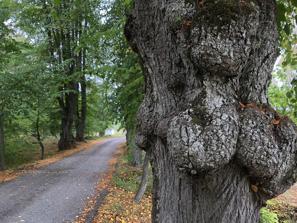Knotigt träd med en väg vid sidan om.