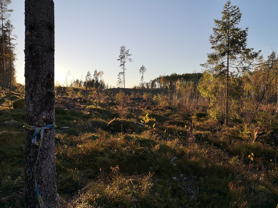 Stigen går över ett hygge mot Moraberget